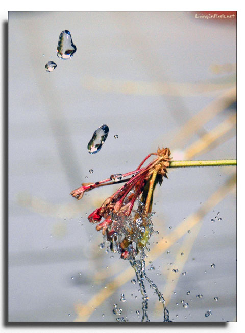 2005-07-11-041-gotas-i-flor