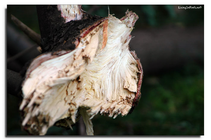 2009-01-24-165443_ventada1