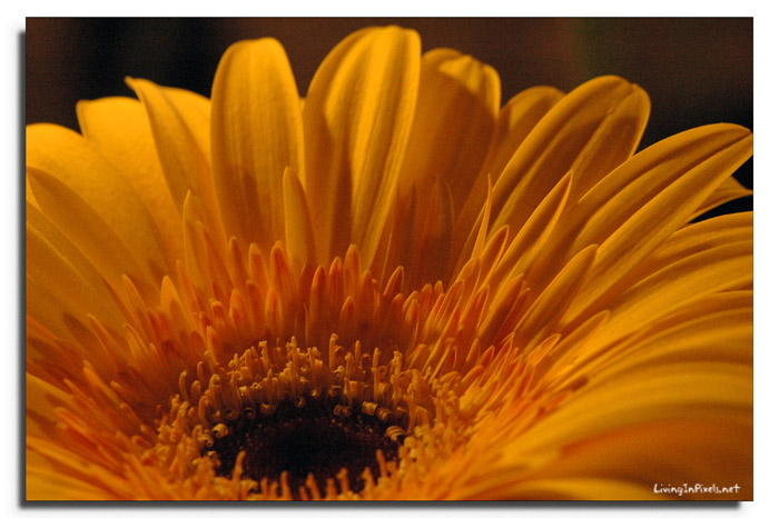 2007-05-15-180021_flor_taronja