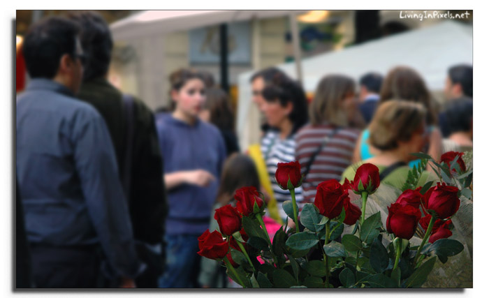 2009-04-23-18_10_18_roses_bullici