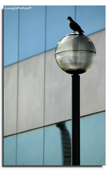 Paloma en la farola