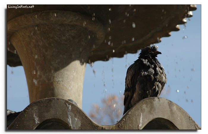 Paloma en la fuente