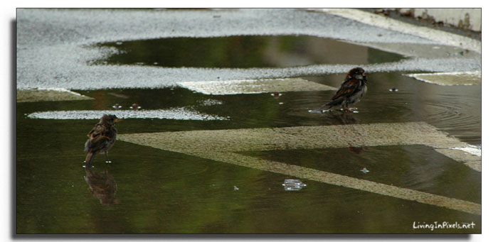 2009-08-12 12.10.06 ocells aigua